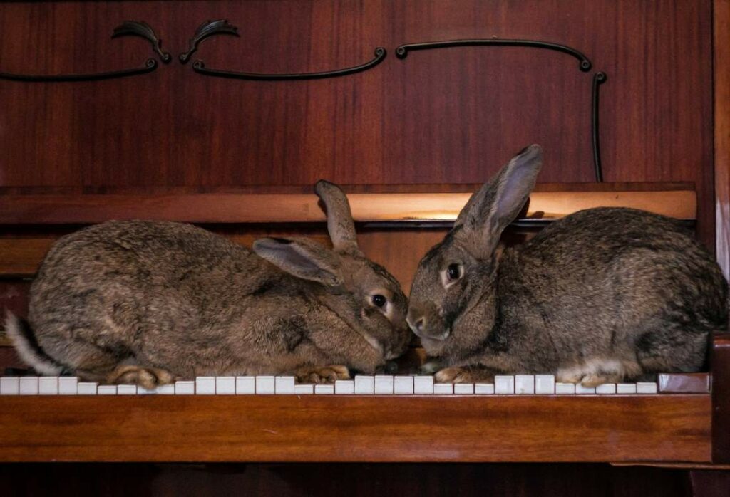 Des lapins en train de marcher sur les touches d'un piano.